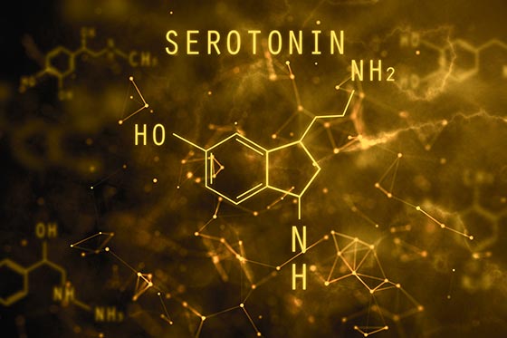 سروتونین مغز چیست؟