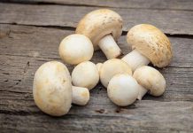 خوراص خوردن قارچ برای دوران بارداری