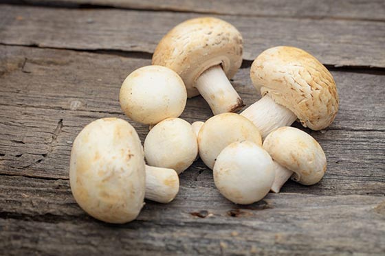 خوراص خوردن قارچ برای دوران بارداری