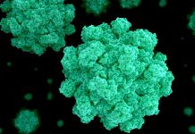 عفونت نورو ویروس چیست؟