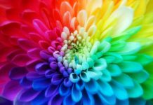 روانشناسی رنگ : رنگ مورد علاقه‌ شما چه چیزی در مورد روابط عاشقانه‌ تان آشکار می‌ کند؟