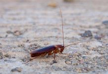 روانشناسی می گوید : چرا ما از سوسک‌ ها بیشتر از سایر حشرات متنفریم؟